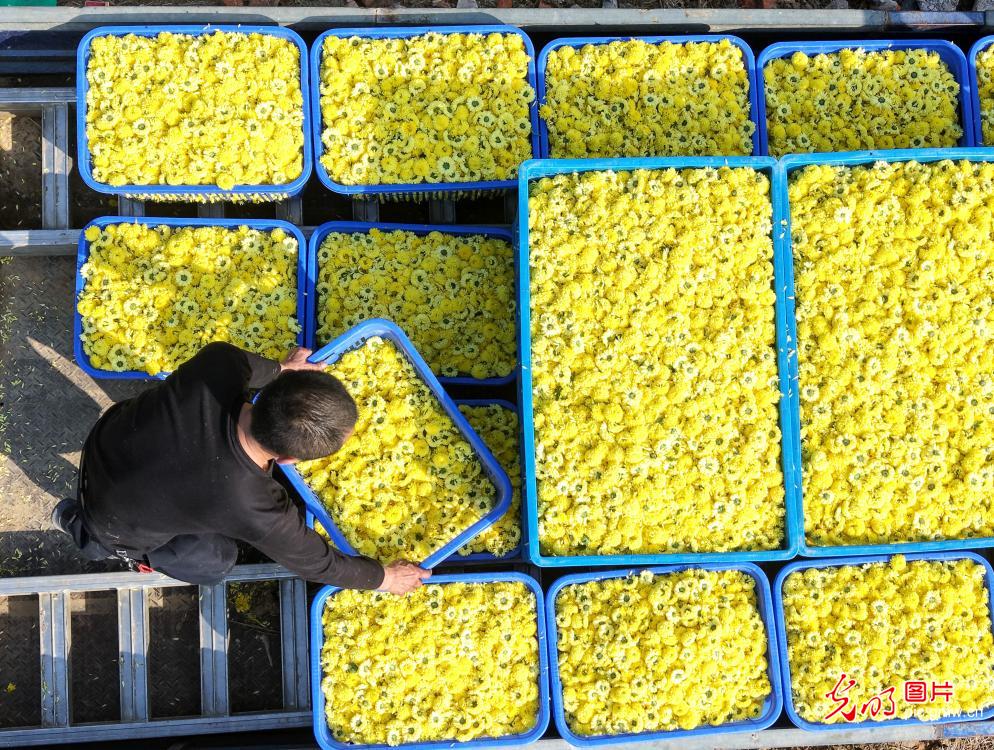 多彩菊花产业,铺就乡村致富幸福路 多彩菊花产业,铺就乡村致富幸福路