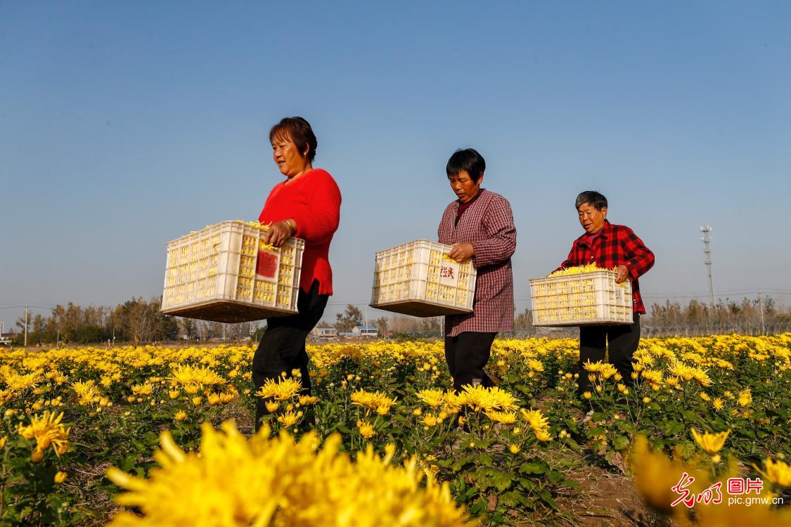 多彩菊花产业,铺就乡村致富幸福路 多彩菊花产业,铺就乡村致富幸福路