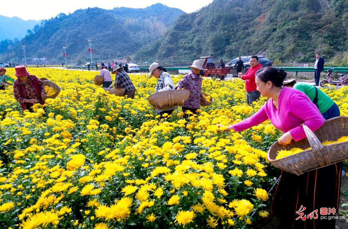 多彩菊花产业,铺就乡村致富幸福路 多彩菊花产业,铺就乡村致富幸福路