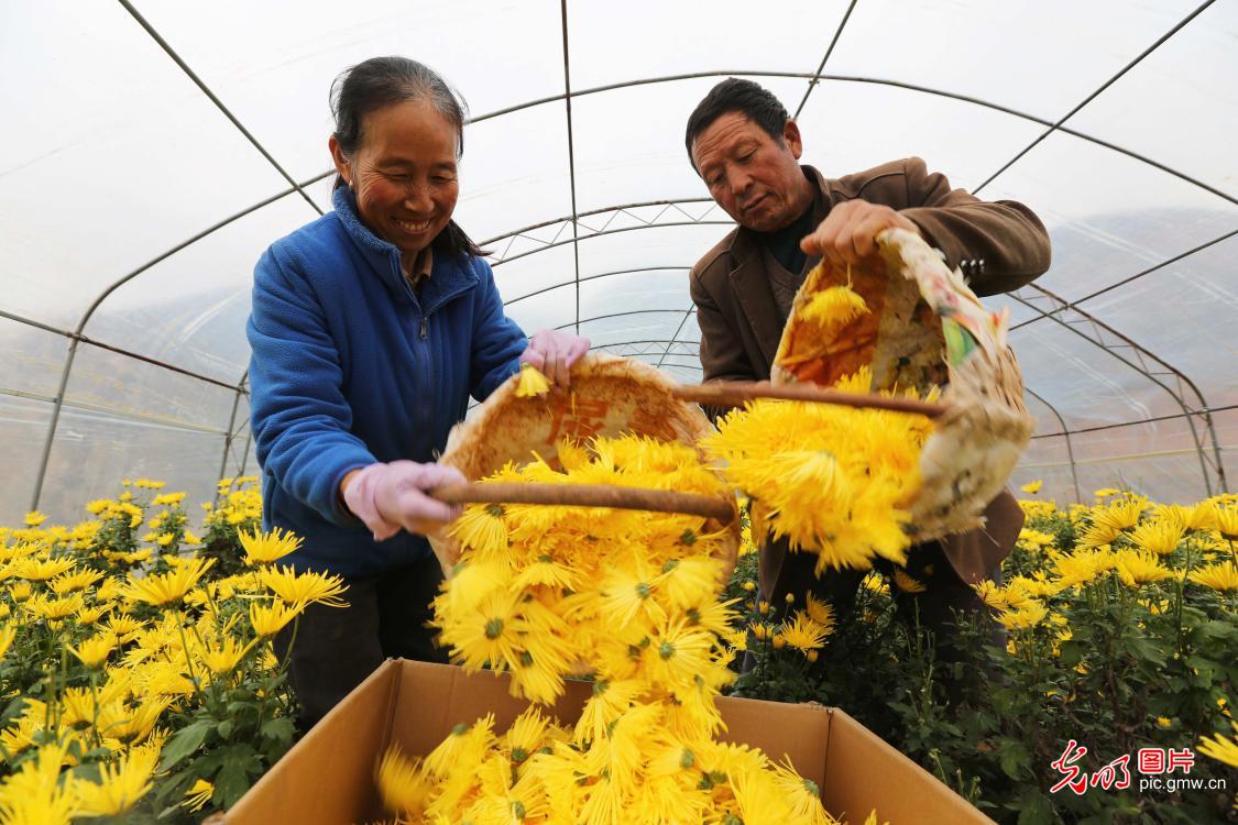 多彩菊花产业,铺就乡村致富幸福路 多彩菊花产业,铺就乡村致富幸福路