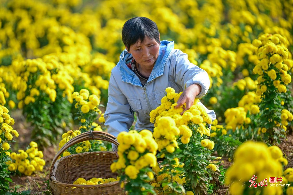 多彩菊花产业,铺就乡村致富幸福路 多彩菊花产业,铺就乡村致富幸福路