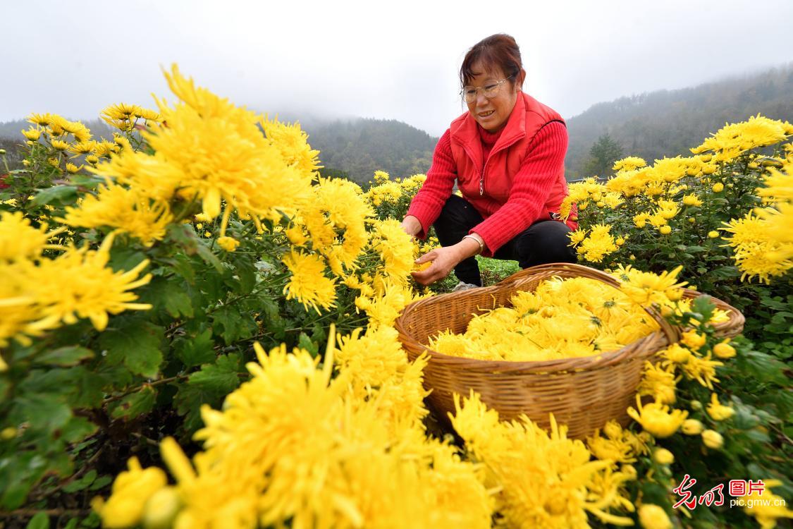 多彩菊花产业,铺就乡村致富幸福路 多彩菊花产业,铺就乡村致富幸福路