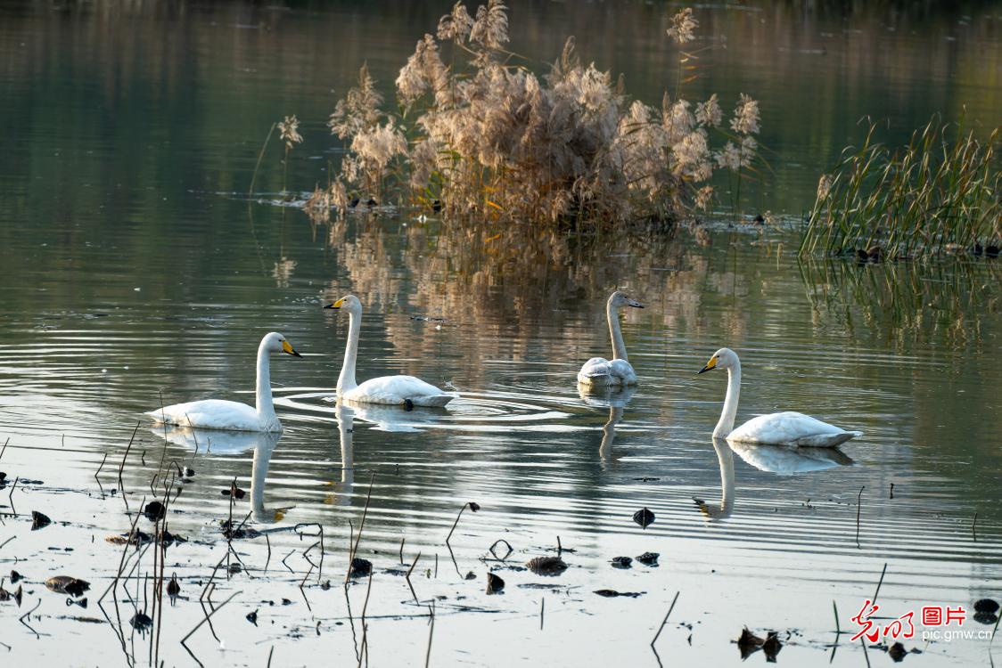 大天鹅飞舞打逗嬉戏