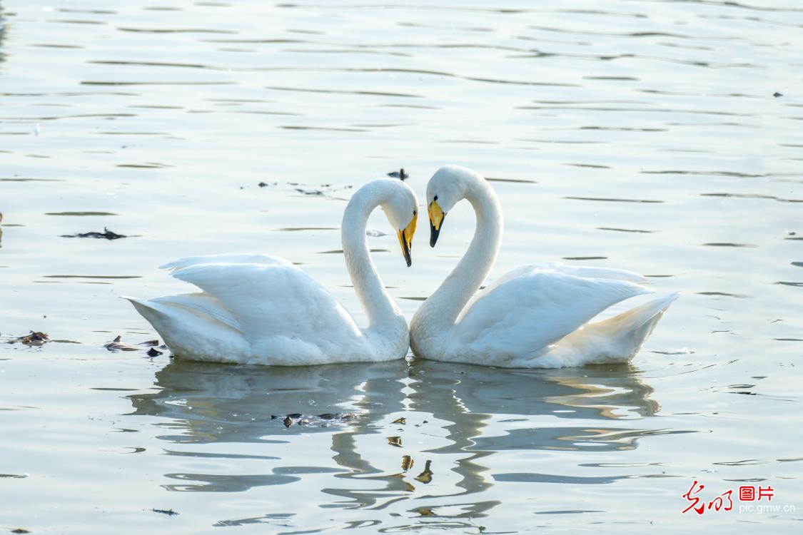 大天鹅飞舞打逗嬉戏