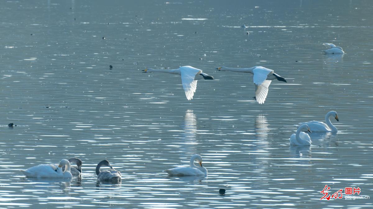 大天鹅飞舞打逗嬉戏