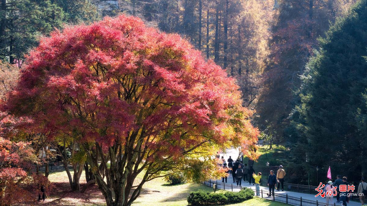 江西庐山开启金秋赏枫季 江西庐山开启金秋赏枫季