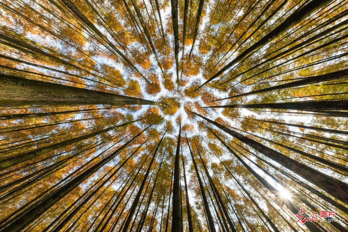 层林尽染冬景如画引客来