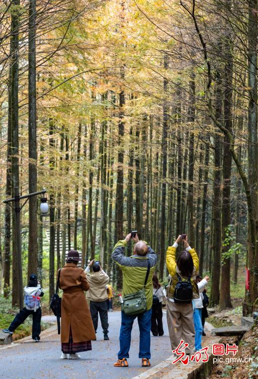 层林尽染冬景如画引客来