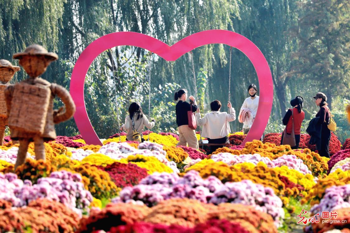 菊花似海 盛开似锦