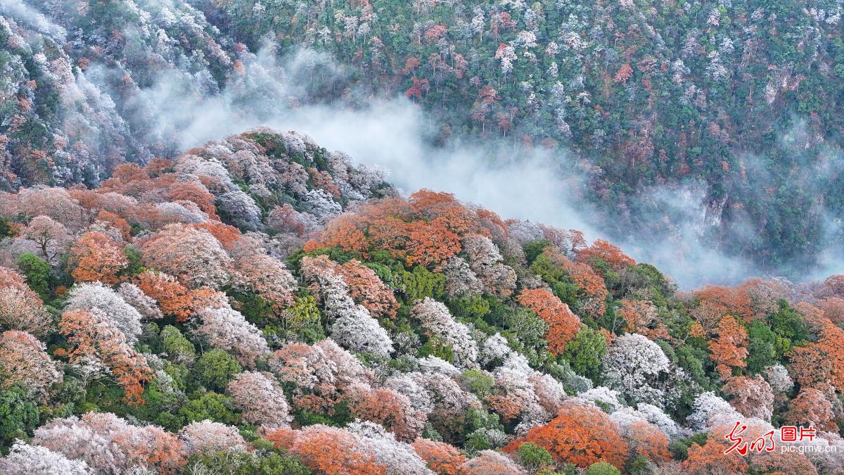 雾凇红叶斑斓如画