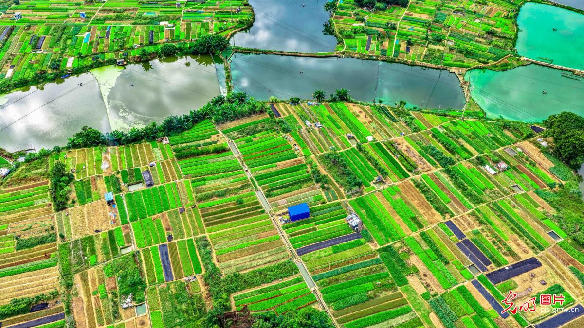翠色田园织锦绣 乡村美卷入画来