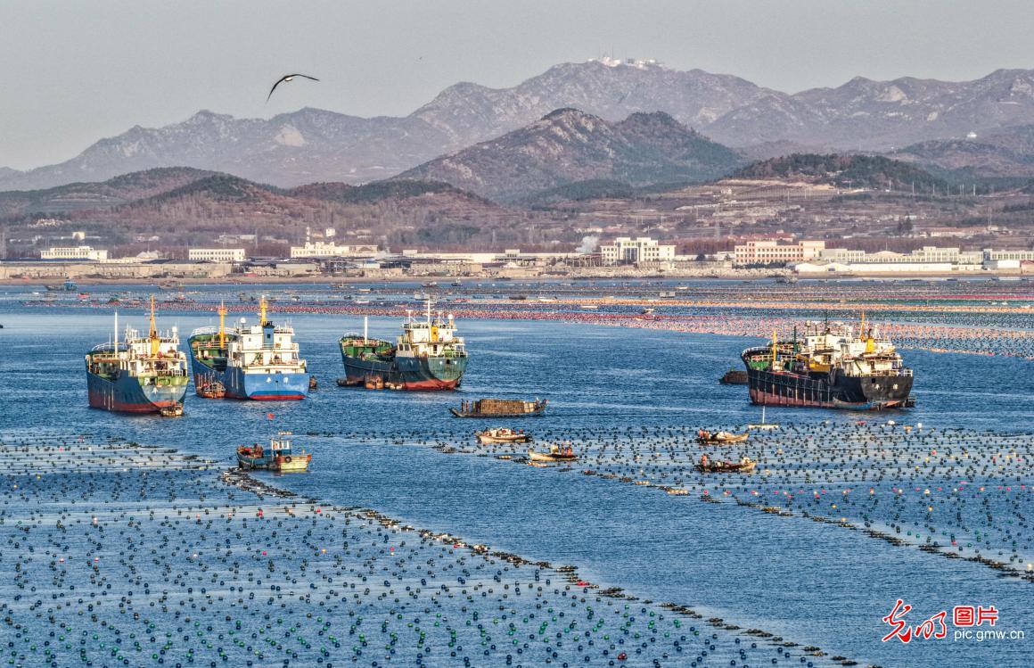 鲍鱼“南北转场”有序进行