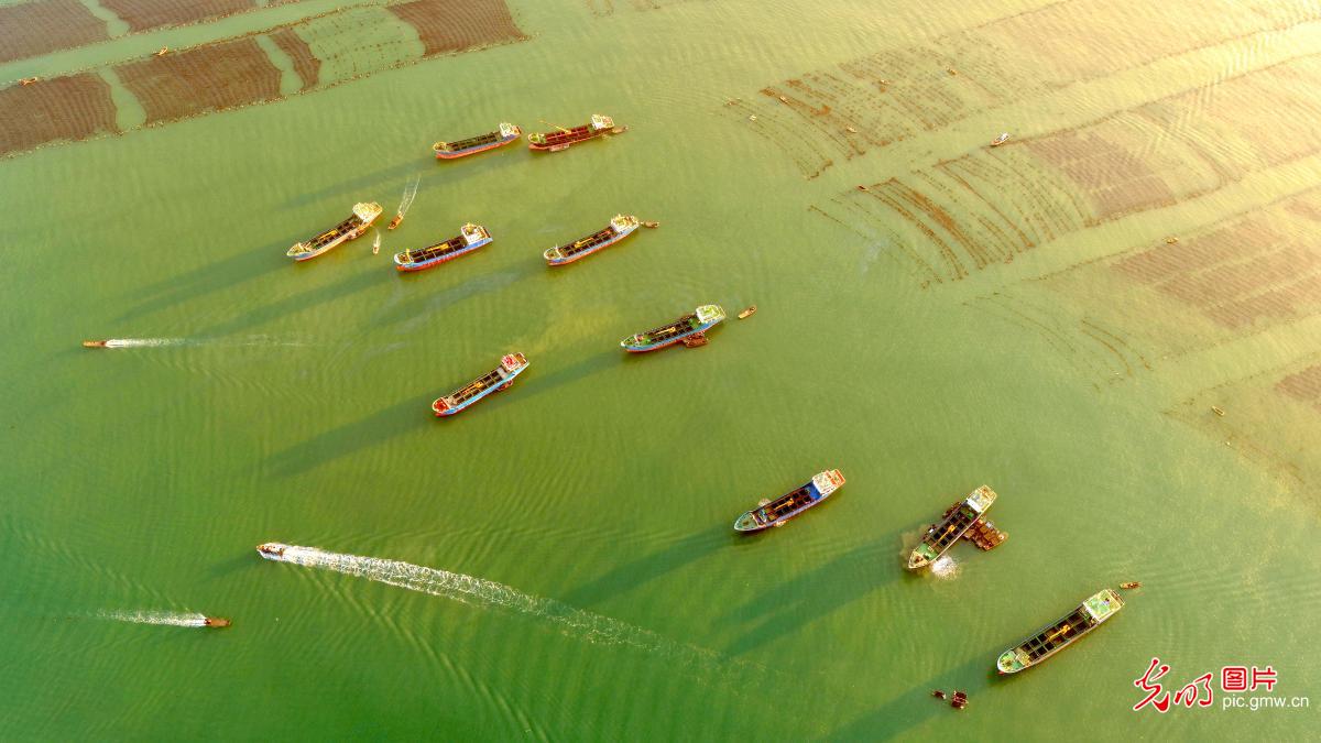 鲍鱼“南北转场”有序进行