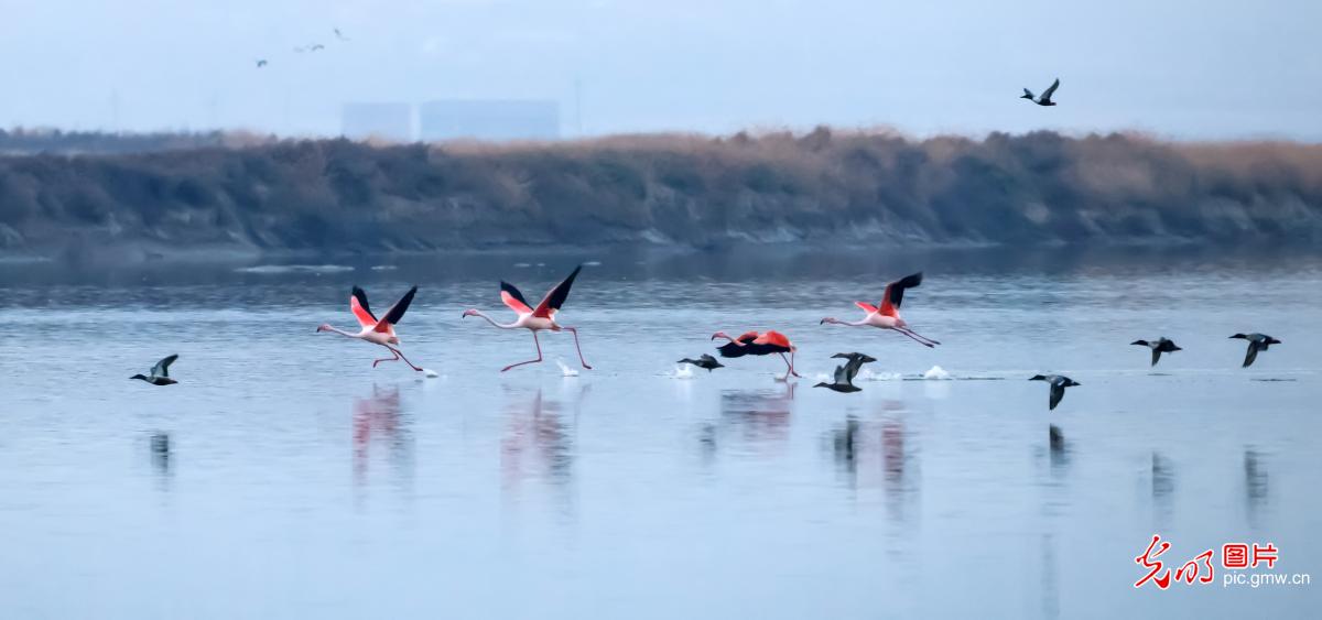 火烈鸟开启盐湖越冬之旅