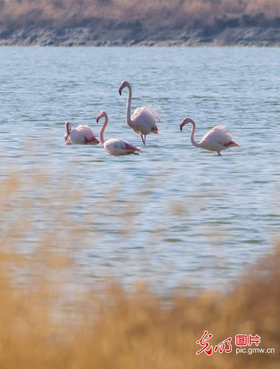 火烈鸟开启盐湖越冬之旅