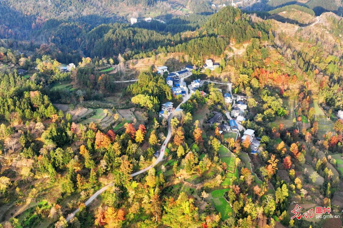 中坝村初冬五彩林迎观赏热潮