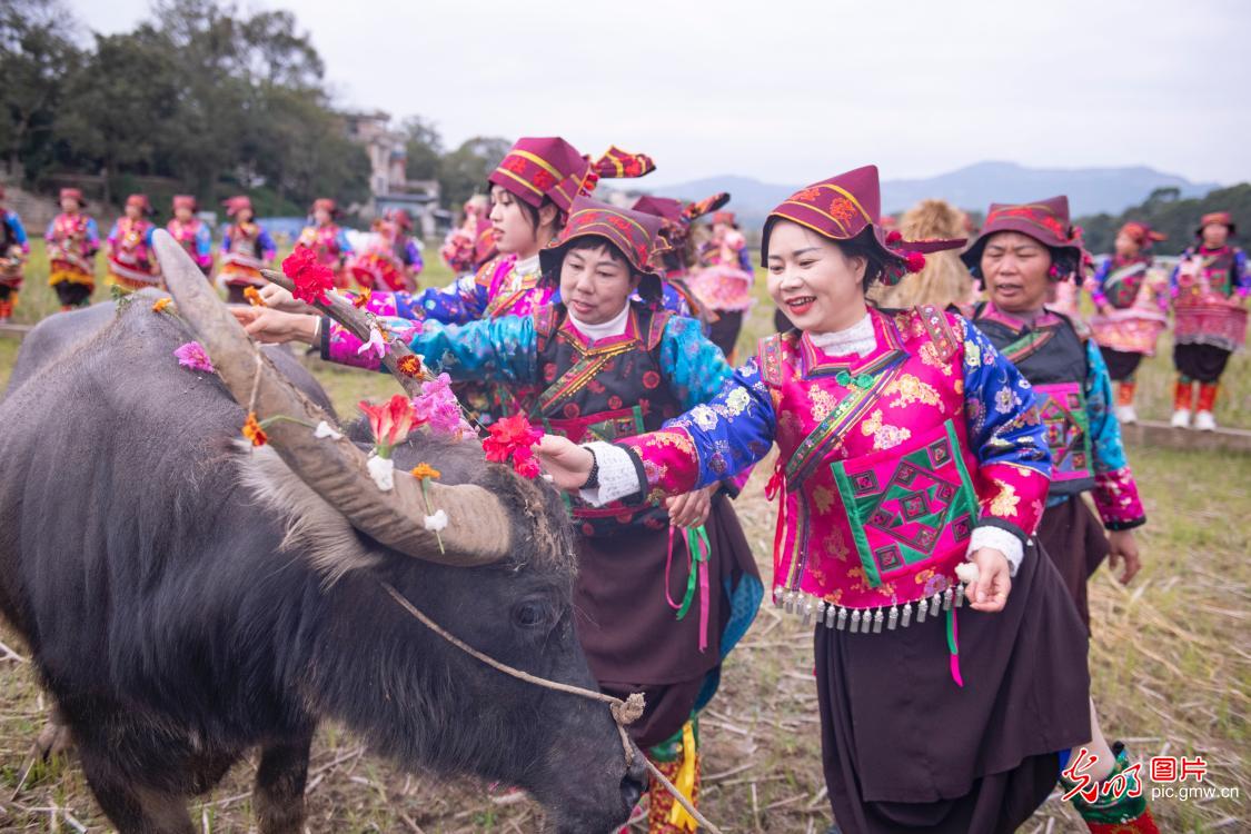 载歌载舞欢庆牛戴花节