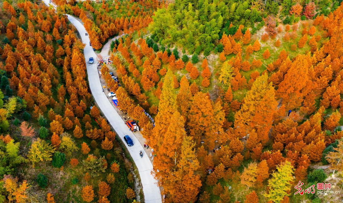 冬日水杉美如画