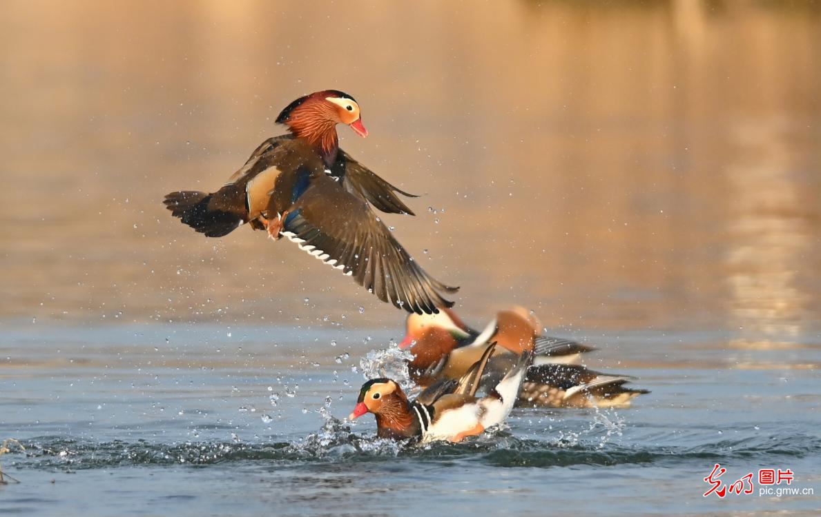 冬日鸳鸯戏水欢
