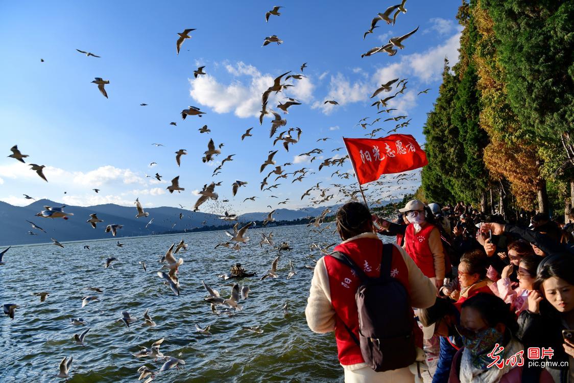 阳光爱鸟行动 守护红嘴鸥安全