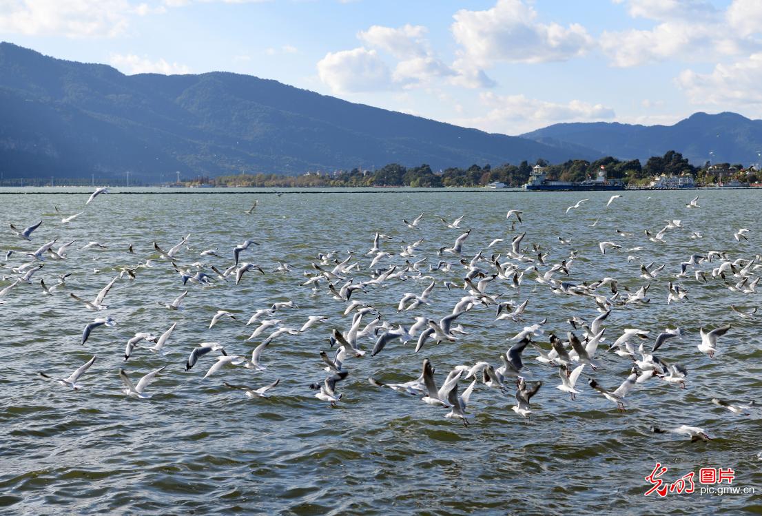 阳光爱鸟行动 守护红嘴鸥安全