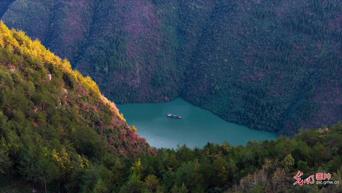 巫山红叶美如画