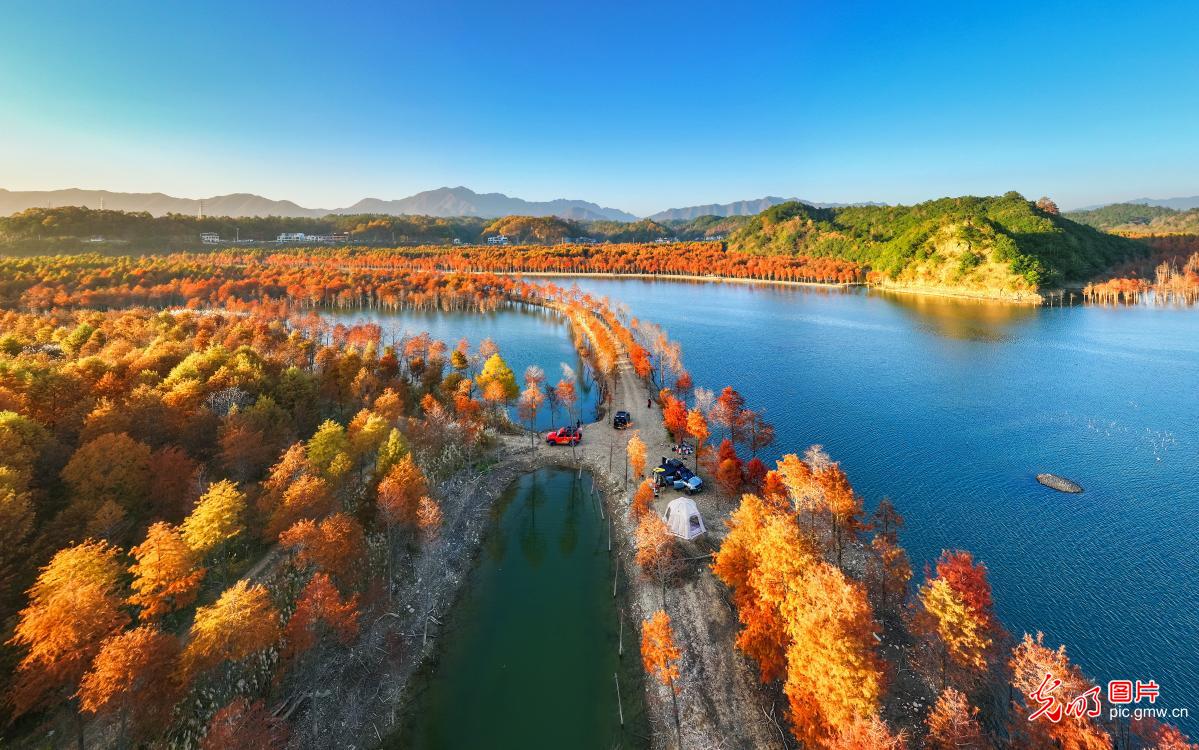 冬日红杉林景美如画