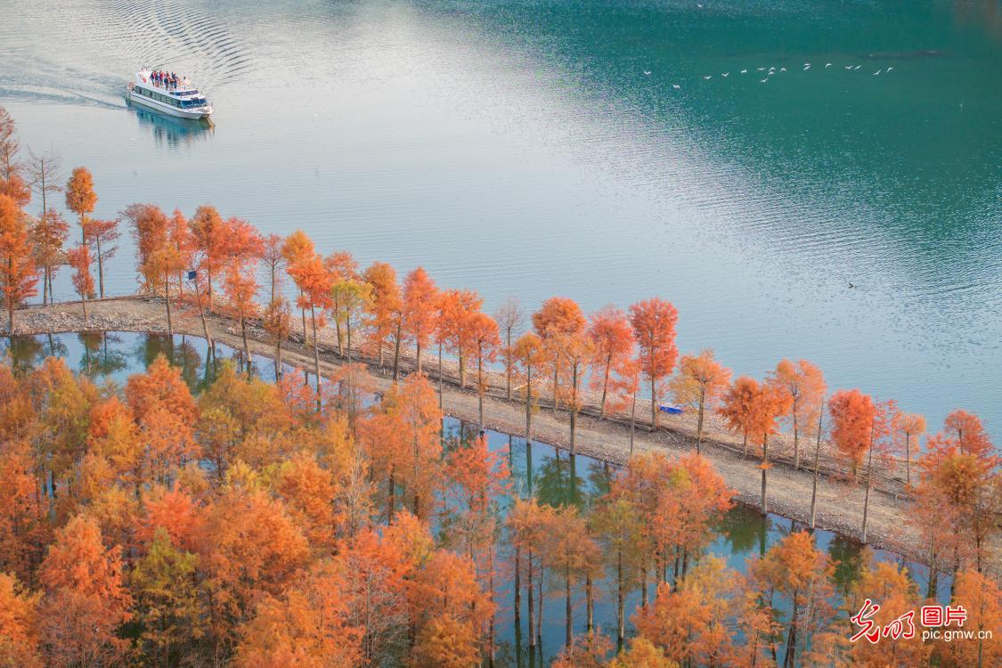 冬日红杉林景美如画