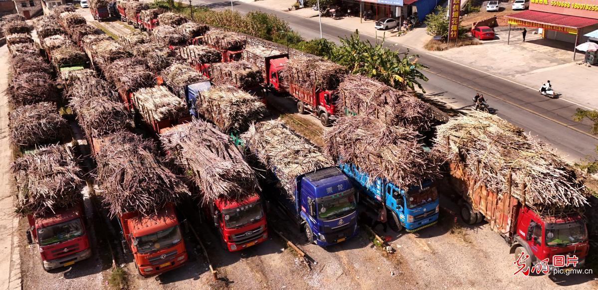 甘蔗迎来收获季