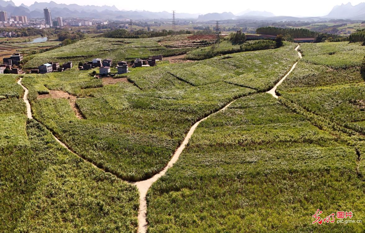 甘蔗迎来收获季