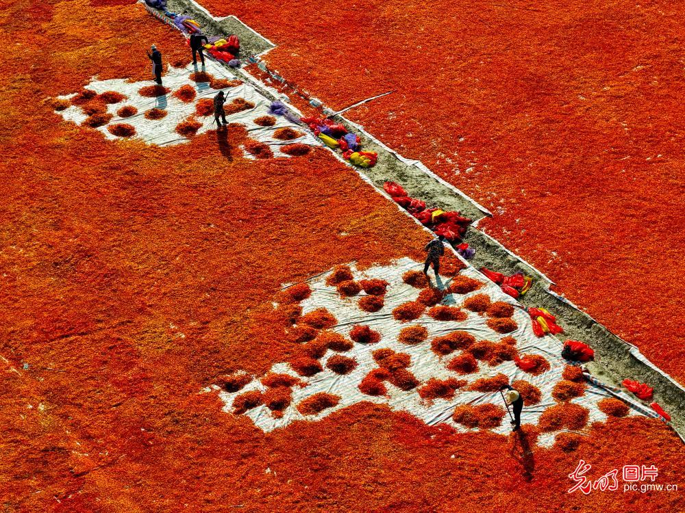 晾晒辣椒 映红乡村