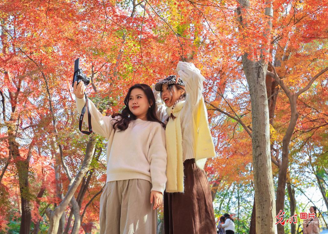 冬日“枫”景美如画