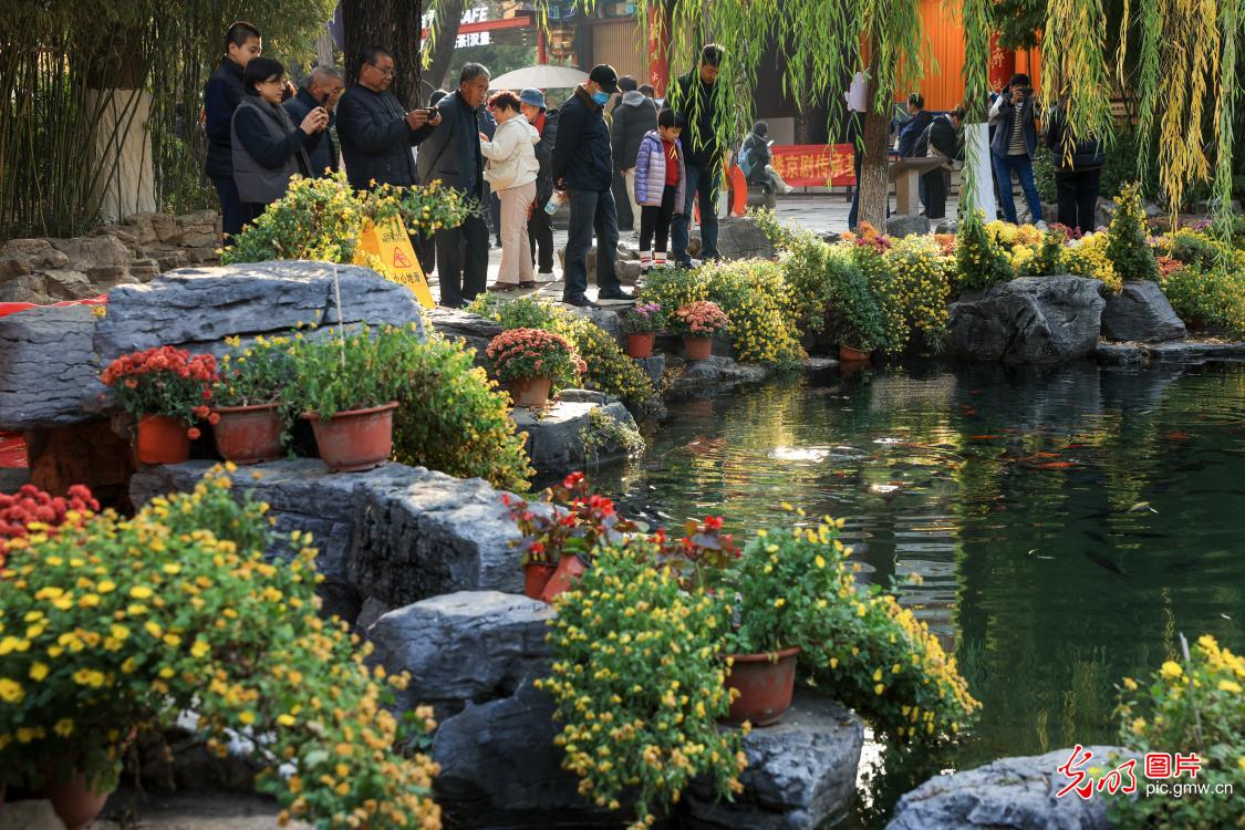 泉城斑斓如画 初冬美景醉人