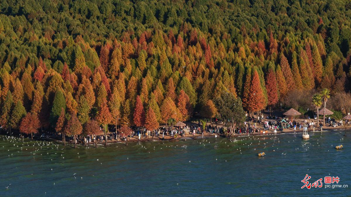 彩林伴鸥 冬日打卡热