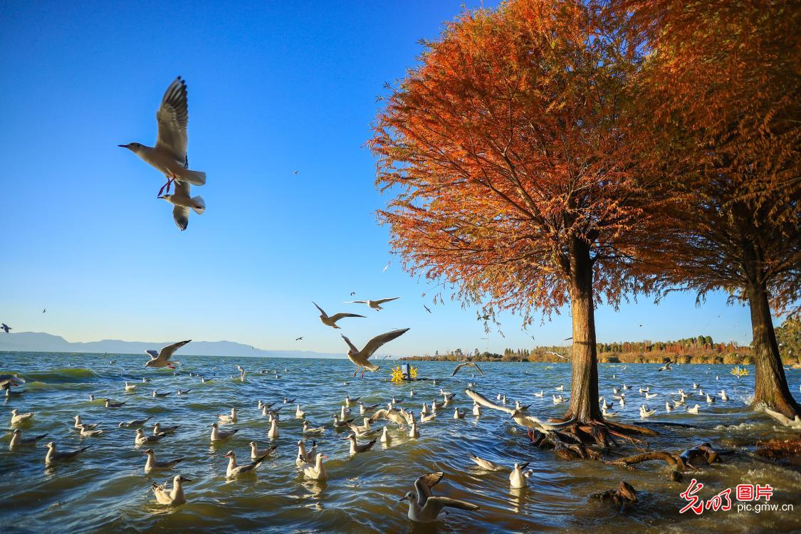 彩林伴鸥 冬日打卡热