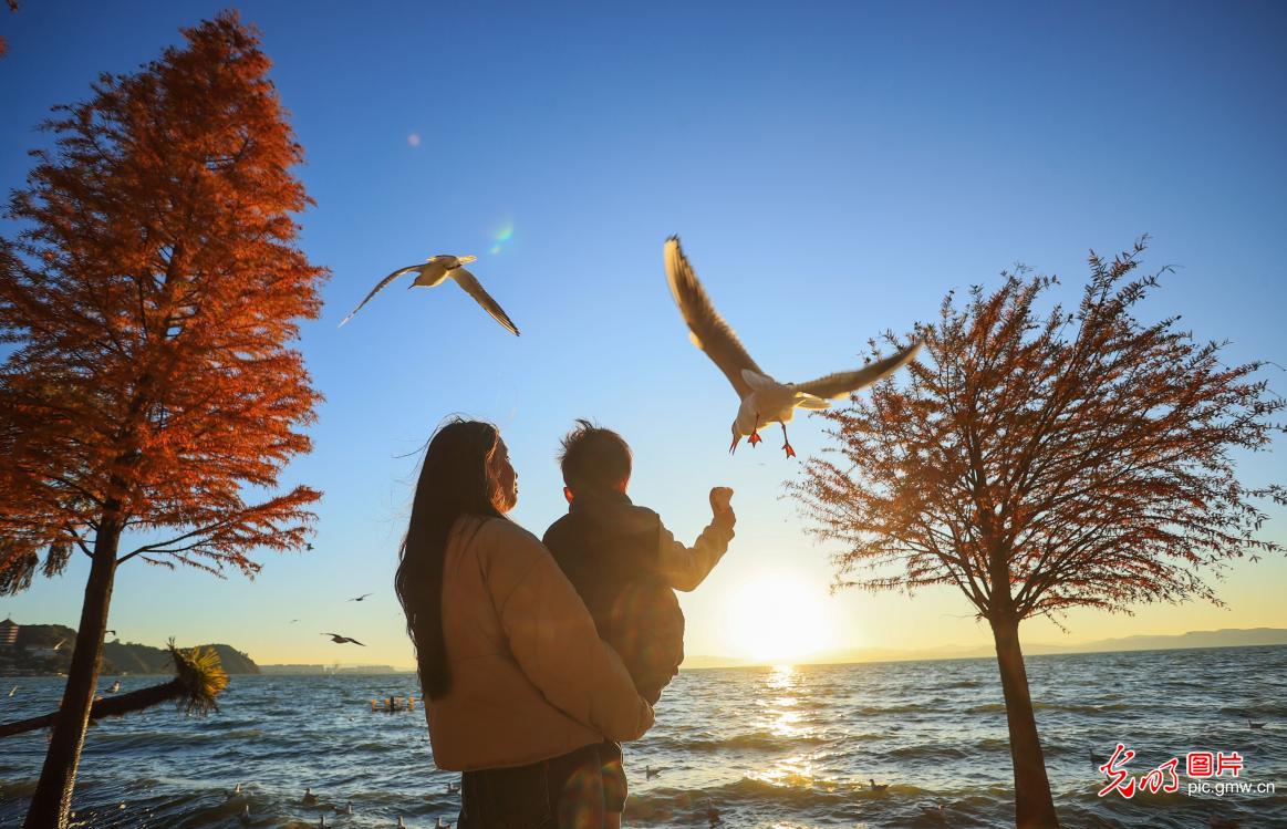 彩林伴鸥 冬日打卡热