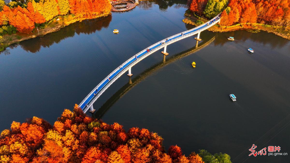 冬日水杉 色彩斑斓