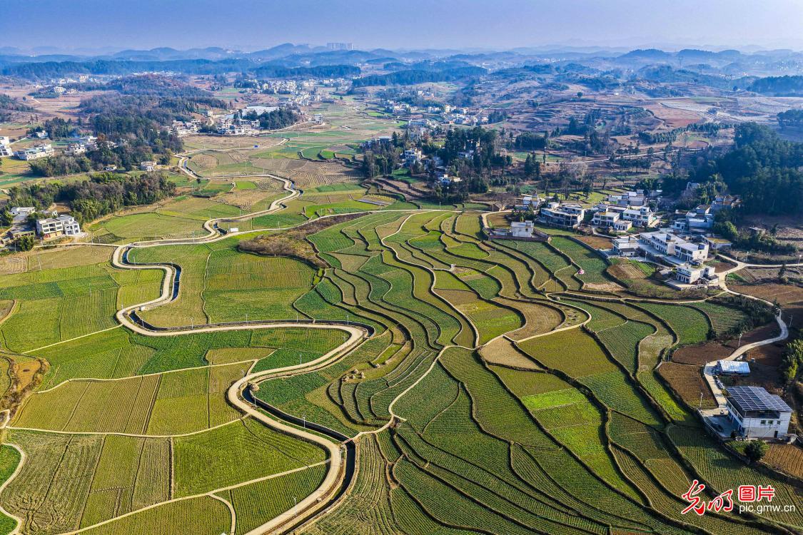 冬日乡村油菜田美如画