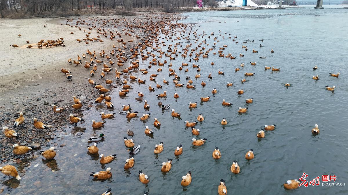 候鸟翩跹绘就冬日生态画卷