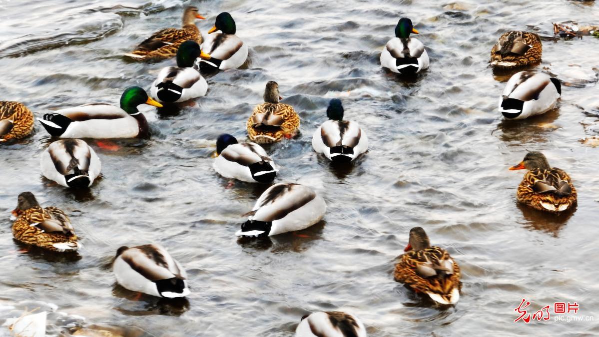 候鸟翩跹绘就冬日生态画卷