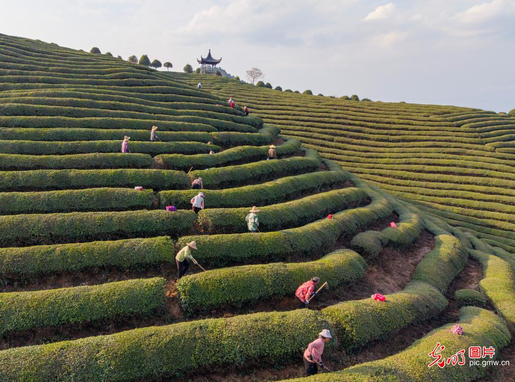有机茶园冬管忙