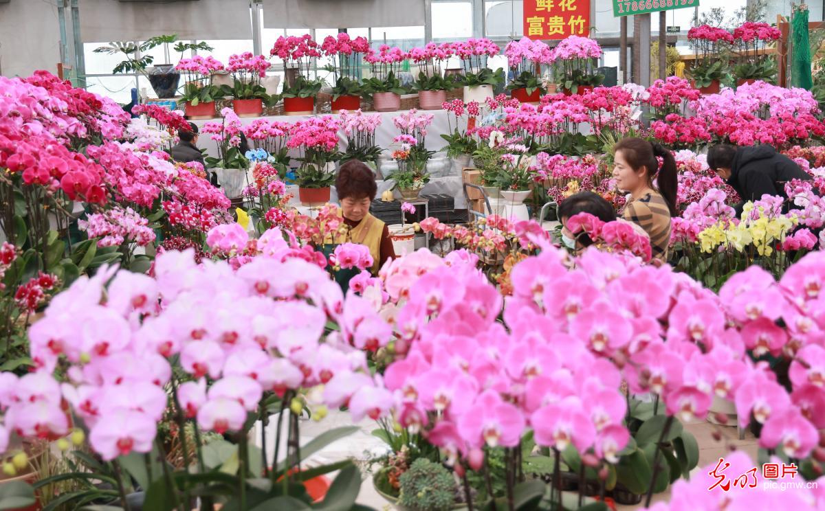“鲜花经济”点亮冬日生活 “鲜花经济”点亮冬日生活