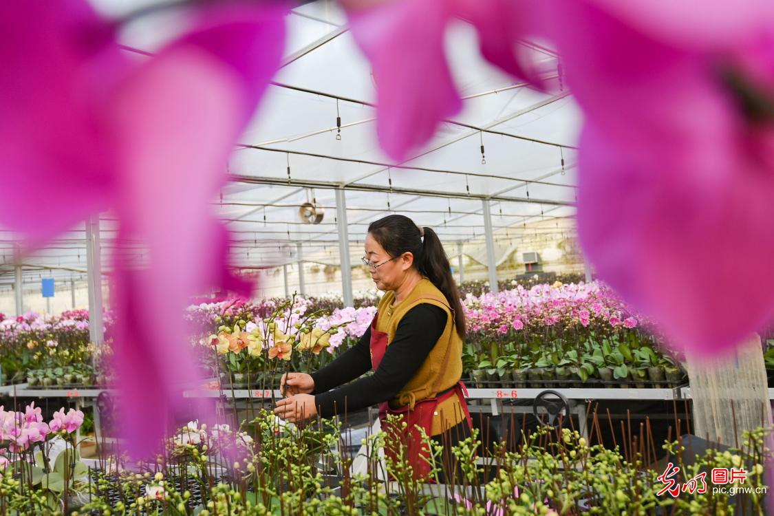 “鲜花经济”点亮冬日生活 “鲜花经济”点亮冬日生活