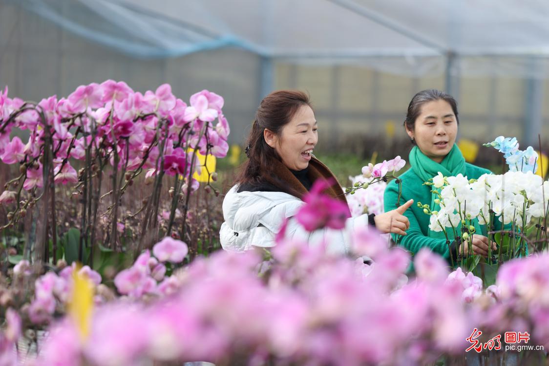 “鲜花经济”点亮冬日生活 “鲜花经济”点亮冬日生活