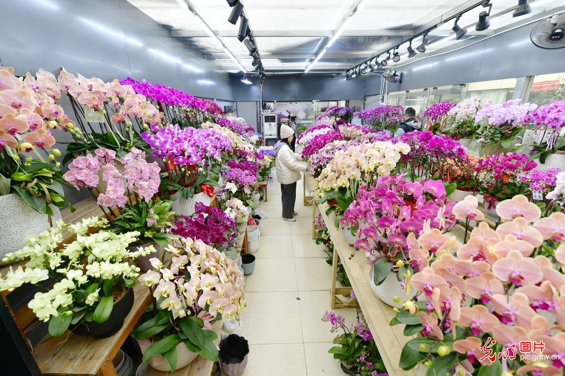“鲜花经济”点亮冬日生活 “鲜花经济”点亮冬日生活