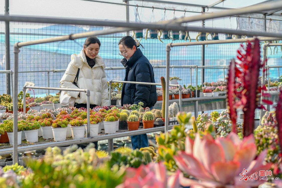 “鲜花经济”点亮冬日生活 “鲜花经济”点亮冬日生活