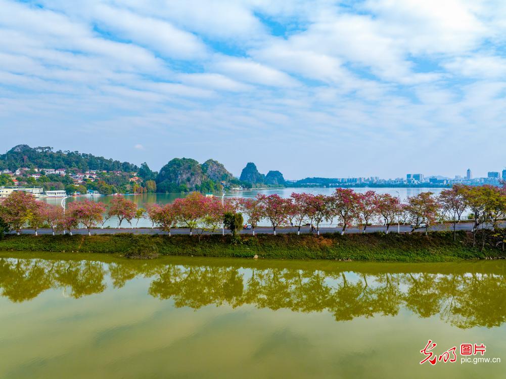 紫荆花开入画来