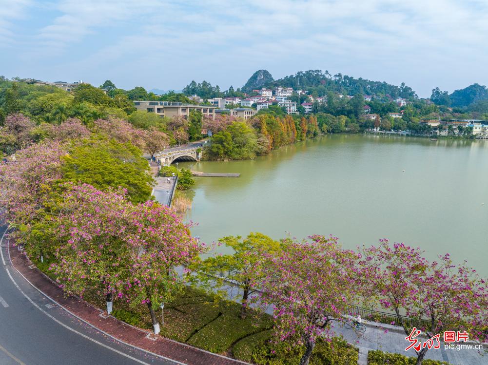 紫荆花开入画来