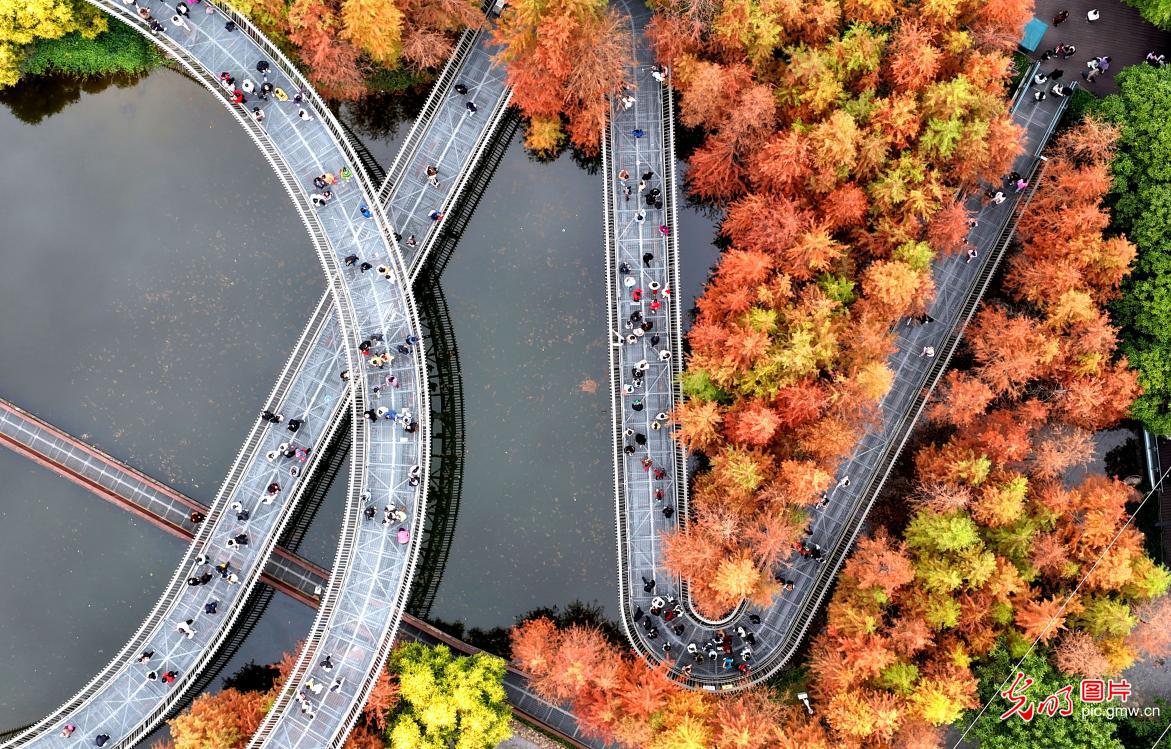 冬日杉林如画 乐享假日时光