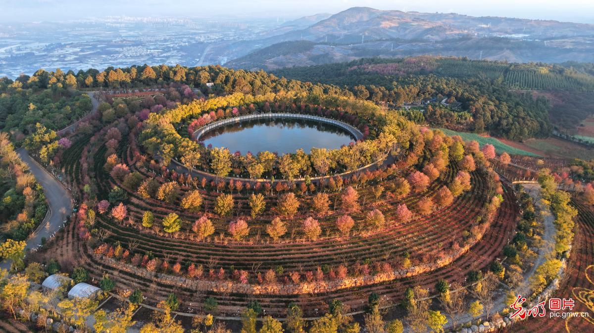 冬樱花竞相绽放